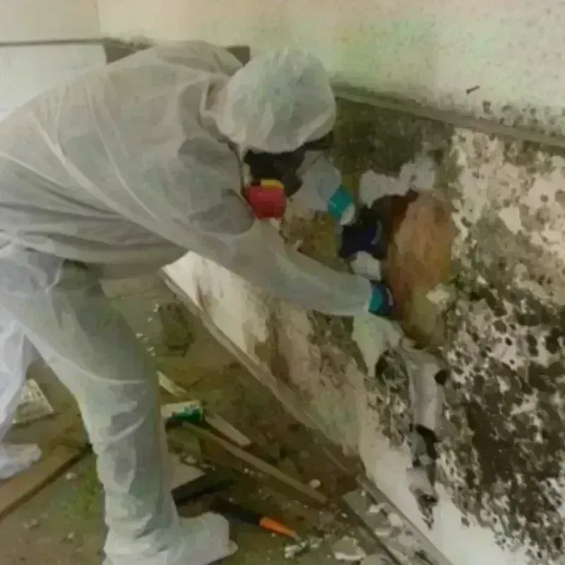 Mold Remediation and Removal in McCormick County, SC